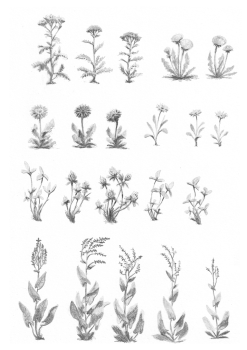 https://alexandredoucin.fr/files/gimgs/th-76_Plantes-collection-A.jpg