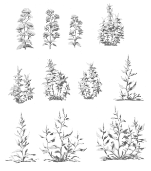 https://alexandredoucin.fr/files/gimgs/th-76_Plantes-collection-B.jpg